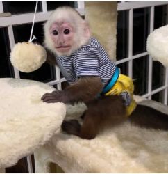 Capuchin monkeys for available sale