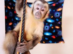 capuchin monkeys ready for x mas