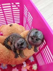 Adorable Marmoset Babies monkeys for sale