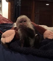 Smart and Social Baby Capuchin Monkey for rehoming