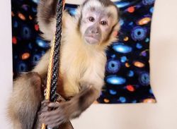 I’m looking for a baby capuchin monkey