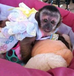 Sweetest Capuchin Monkey