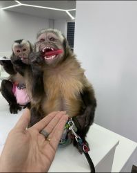 Available Capuchin Monkeys for sale