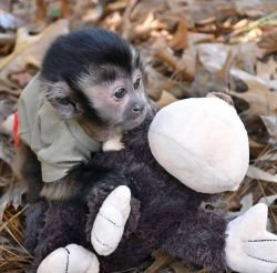 Oustanding Male and female Capuchin Monkeys for sale