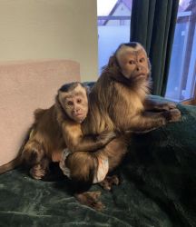 Good to go Male and female Capuchin Monkeys for sale