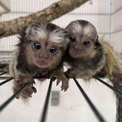 beautiful and lovely Marmoskeys ready for there new home