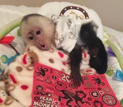 Top quality baby Capuchin monkeys.‪ xxO 5 Five 4xx Nine 7‬