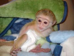 ‪Capuchin Monkeys Available. (xxx) xxx-xxx7‬