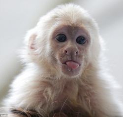 ‪Tamed Capuchin Monkeys (xxx) xxx-xxx7‬