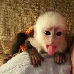 Beautiful Female Capuchin Monkey Available