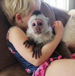 Looking to Adopt Capuchin Monkey