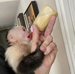 Get you a baby Capuchin Monkey ASAP