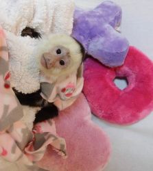 Get a Great companion ( Capuchin Monkey)