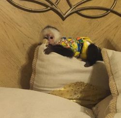 adorable baby capuchin monkey ready to be apart of your family