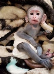 Baby capuchin monkeys for adoption.