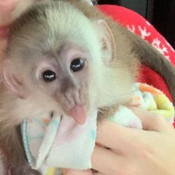Pretty trained capuchin monkey available for sale