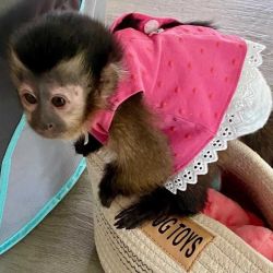 Very Healthy And Cute Capuchin Monkeys.