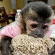 Tame local male & female capuchin monkey
