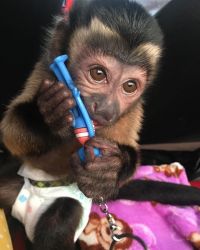 Home trained Capuchin/Marmoset monkeys.