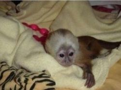 Adorable and charming Capuchin monkeys