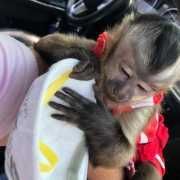 Capuchin baby monkeys available