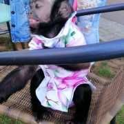 Smart ready male & female baby capuchin monkey ready now