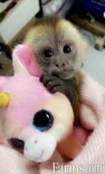 Quality capuchin monkeys for rehoming