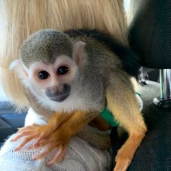 capuchin & squirrel monkeys for adoption