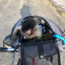 Vet checked Capuchin monkeys For Adoption