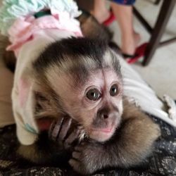 Precious Babies Capuchin Monkeys