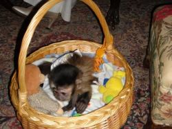Very healthy male and female baby Capuchin monkeys for adopt