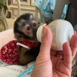 Homes Trained Caouchin Monkeys