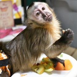 Capuchin monkey,cheap Capuchins monkey,baby capuchin monkey,monkey
