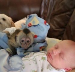 Acrobatic home raise capuchin monkeys