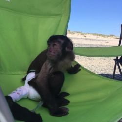 Capuchin monkey,capuchin monkey near me,capuchin monkey for sale