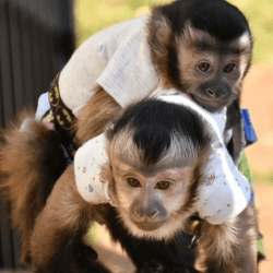 Home raised Capuchin monkey