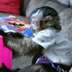 Capuchin monkey available