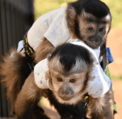 Capuchin monkey available