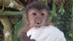 Beautiful, registered, well tamed and DNA testedCapuchin
