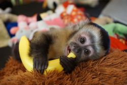 trained Capuchin Monkeys for Adoption. Tame