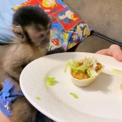 Freshly Vet Checked Home Trained Capuchin Monkeys