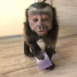 Female Capuchin Monkey that will make a perfect addition