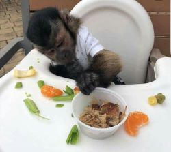 Chimpanzee, Capuchin,Squirrel,spider & marmoset monkeys available