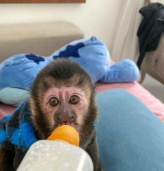 Hand fed Charming Capuchin Monkeys for Adoption