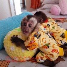 well trained Capuchin Monkeys for adoption