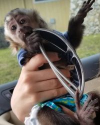 Charming Capuchin Monkeys for Adoption