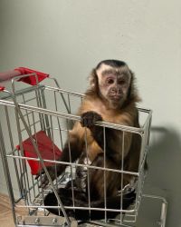 Healthy Capuchin Monkeys For Sale