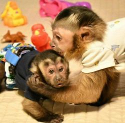 Baby Face Capuchin Monkeys Available For Adoption