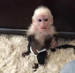 Get yourself a loving capuchin monkey