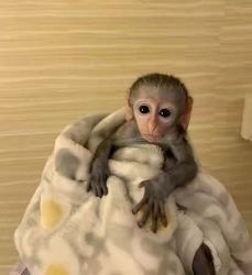 Home trained Capuchin monkeys for sale